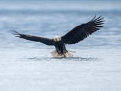 Fishing Bald Eagles - Port McNeill/Alert Bay 