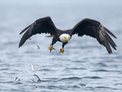 Fishing Bald Eagles - Port McNeill/Alert Bay 