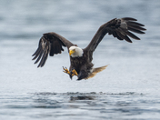 Fishing Bald Eagles - Port McNeill/Alert Bay 