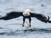 Fishing Bald Eagles - Port McNeill/Alert Bay 