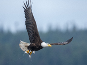Fishing Bald Eagles - Port McNeill/Alert Bay 