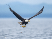 Fishing Bald Eagles - Port McNeill/Alert Bay 