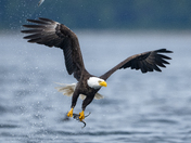 Fishing Bald Eagles - Port McNeill/Alert Bay 