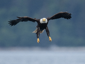 Fishing Bald Eagles - Port McNeill/Alert Bay 