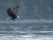 Fishing Bald Eagles - Port McNeill/Alert Bay 