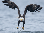 Fishing Bald Eagles - Port McNeill/Alert Bay 