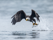 Fishing Bald Eagles - Port McNeill/Alert Bay 