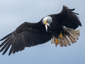 Fishing Bald Eagles - Port McNeill/Alert Bay 