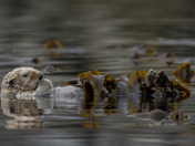 Sea Otters 