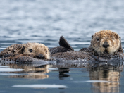 Sea Otters 