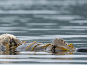Sea Otters 