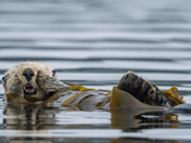Sea Otters 