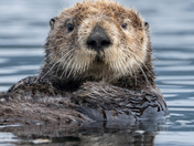 Sea Otters 