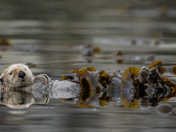 Sea Otters 