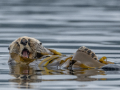 Sea Otters 