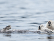 Sea Otters 