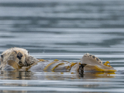 Sea Otters 