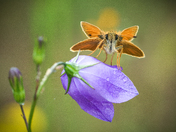 Resting after the rain