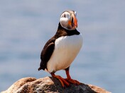 Atlantic Puffin