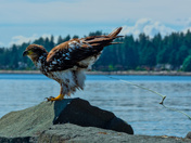 Bringing Up The Rear