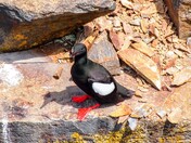Black Guillemot