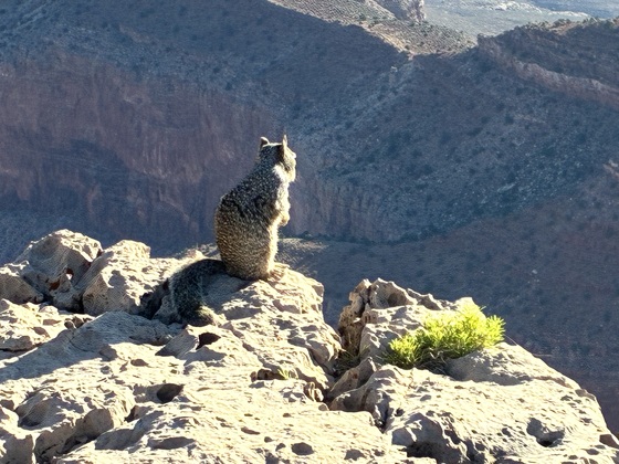 Grand Canyon National Park 