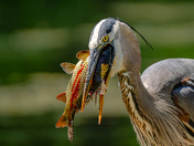 Great blue heron on a sushi date 🐠