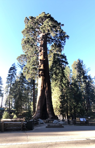 Sequoia and Kings Canyon National Park