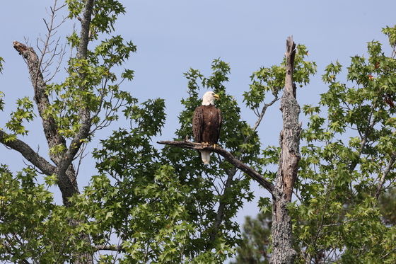 US Army Corp of Engineers Lake Ouachita