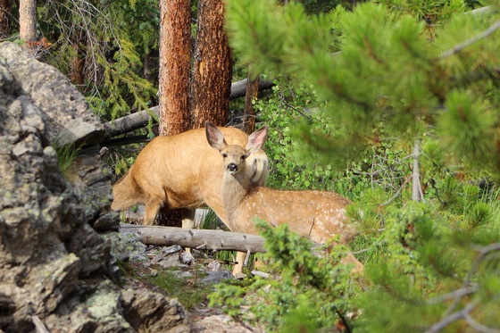 Rocky Mountain National Park 