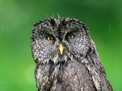 I am not singing in the rain