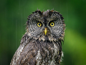 I am not singing in the rain