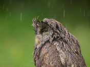 I am not singing in the rain