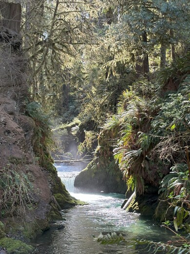 Olympic National Forest