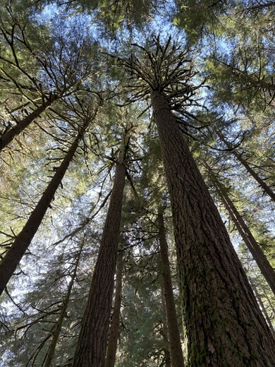 Olympic National Park