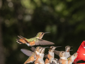 Gathering at the water hole