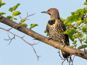 Northern Flicker