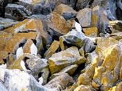 Razorbills and a puffin pal