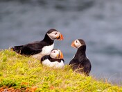 Atlantic Puffins