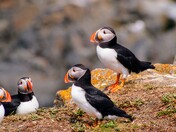Atlantic Puffins