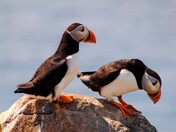 Atlantic Puffins