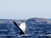 Whale Tail