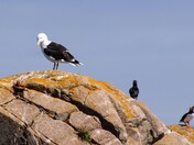 Great Black-backed gull and Atlantic puffins