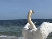 Swan by the lake in Mississauga
