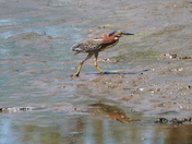 From the green heron collection