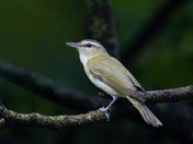 Red-eyed vireo 