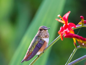 Rufous Hummingbird 