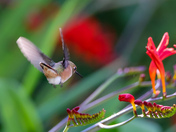 Rufous Hummingbird 