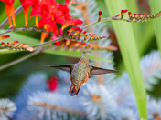 Rufous Hummingbird 
