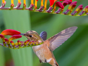 Rufous Hummingbird 